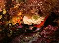 Bryozoaire Dentelle Neptune01